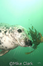 Friendly Seal playing with kelp
Nikon D 70 with 20mm len... by Mike Clark 